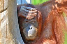 Orang-Utan_4.jpg